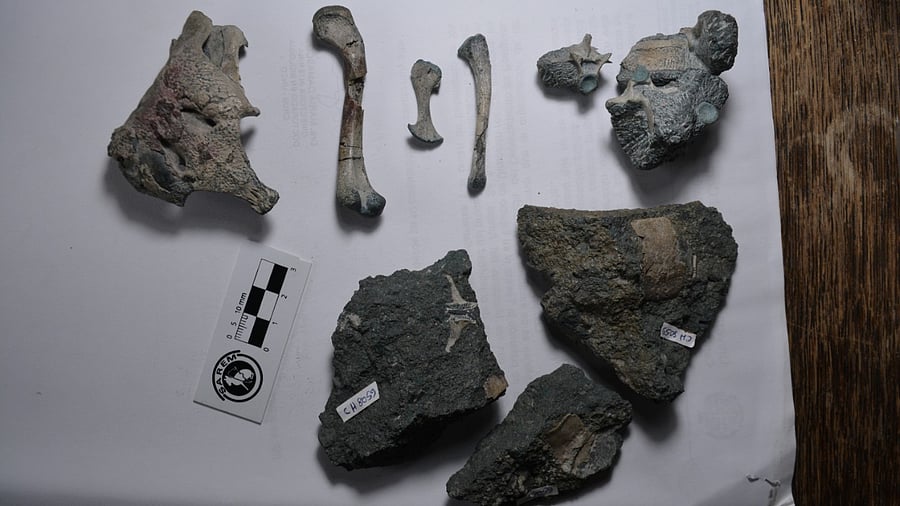 Fossilized bones of the Burkesuchus mallingrandensis. Credit: Reuters Photo
