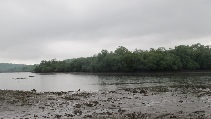 <div class="paragraphs"><p>A representative image of a wetland.</p></div>