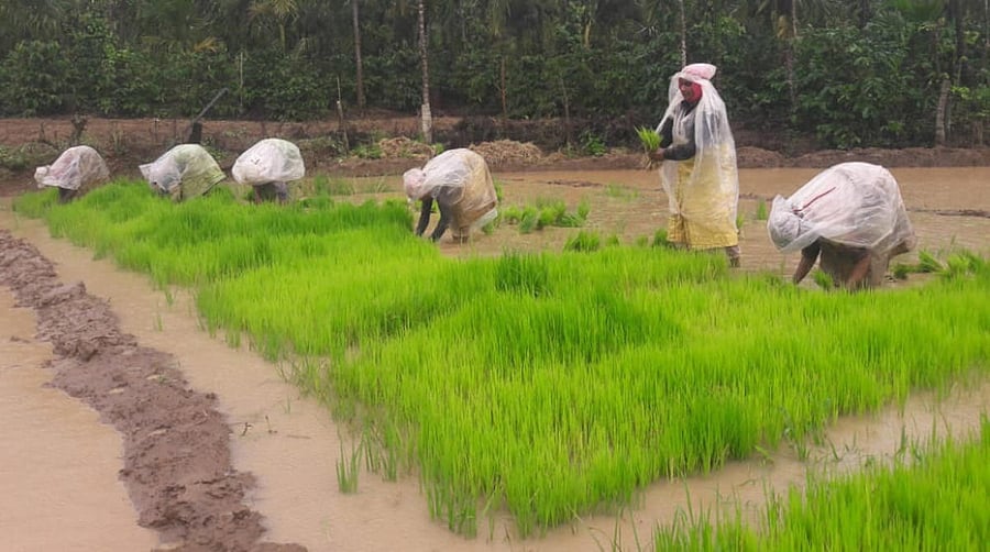 Farmers transplant paddy seedlings at Hirikara village in Somwarpet. Credit: DH photo