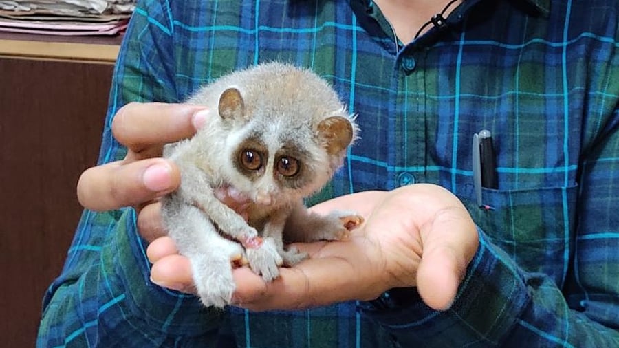 The injured slender loris. Credit: DH photo