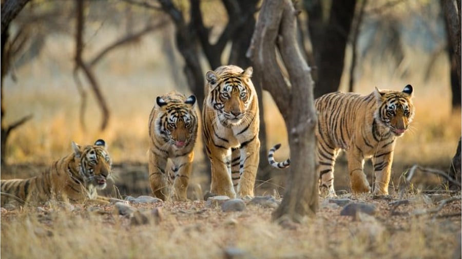 Representative Image. Credit: iStock Photo