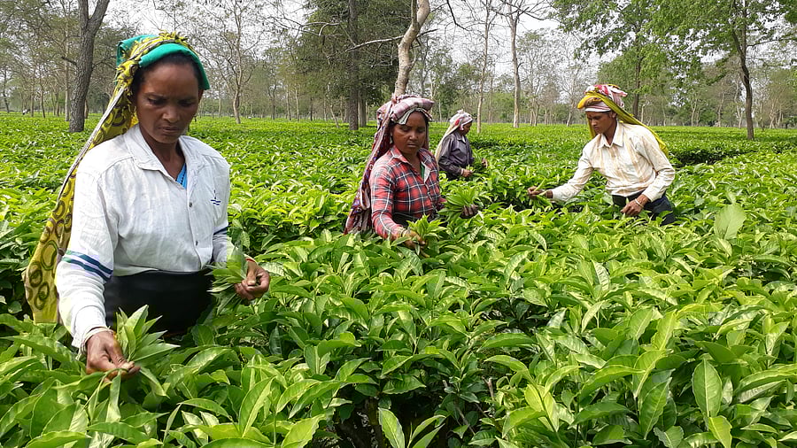 stagnant prices since 2014, deficit rainfall and the Covid-19 pandemic have crippled the industry. Credit: DH File Photo/ Sumir Karmakar