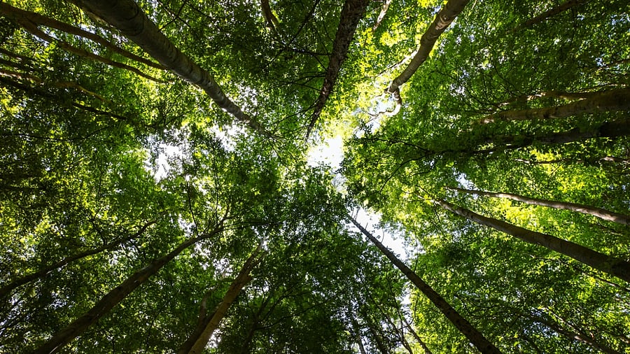 Representative image. Credit: iStock Photo