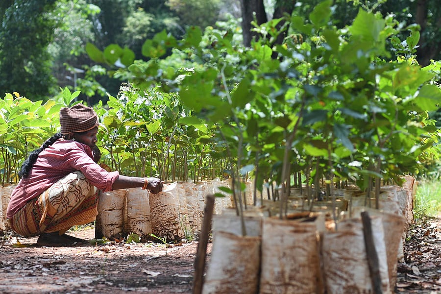 Forest nurseries are a sight to behold, with robust plants that have been nurtured by people who have mastered nursery techniques. Credit: DH Photo/Pushkar V