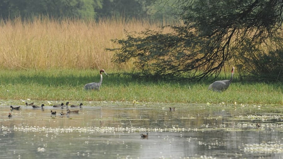 The aim of the Ramsar list is to develop and maintain an international network of wetlands. Credit: Twitter/@byadavbjp