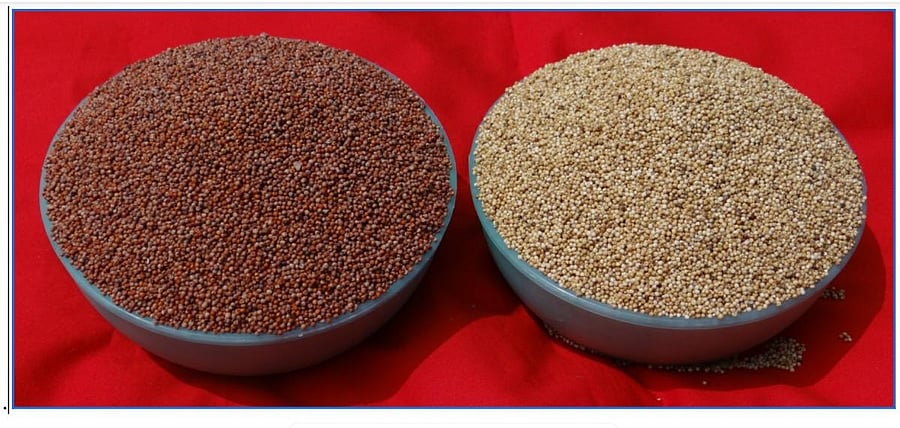 The red and white ragi. Credit: Special arrangement
