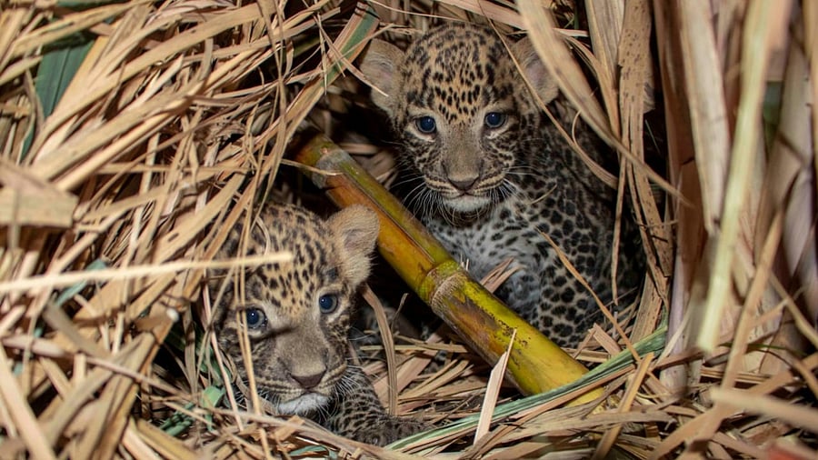 Credit: Wildlife SOS