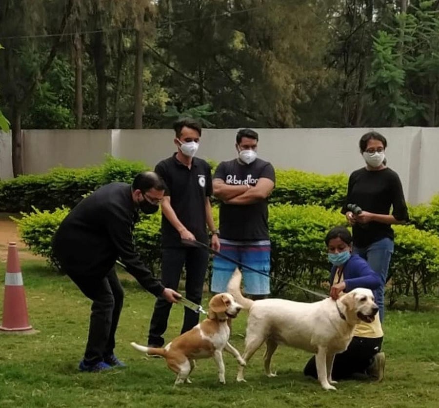 Since the classes are conducted online, there are 17 to 18 aspiring dog walkers taking the monthly course. Before the pandemic, there would be only five to seven attending in a month.