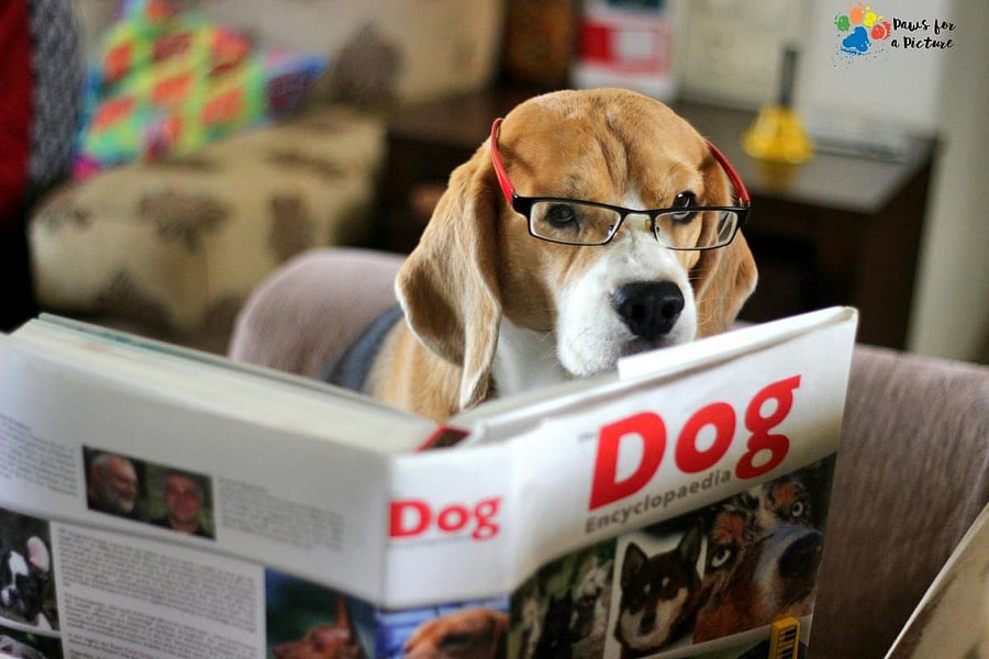 Many pet photographers curate fundraisers and shoot calendars for rescue centres to help them raise money. Photo credits: Ashok Chintala