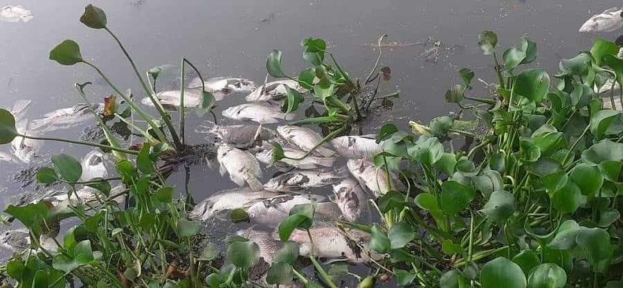 Dead fish floating in Muthanallur Lake, Anekal taluk. Credit: Special Arrangement
