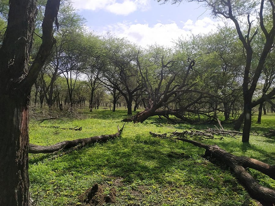 Singanayanakahalli is home to many species and is also a grazing ground to about 1,000 cows, say environmentalists. Photo: Special Arrangement