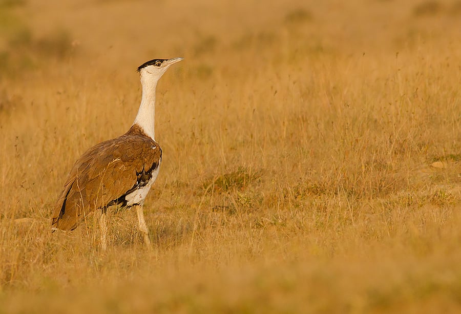 The great Indian bustard. Image courtesy: Wikipedia Commons