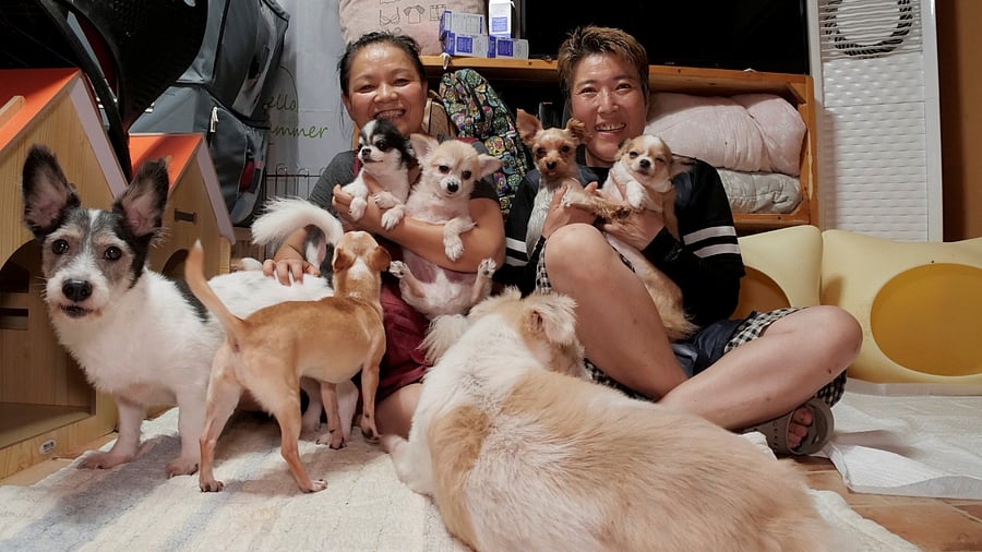 Animal rights groups welcomed the justice ministry's plan, while calling for stricter penalties for those who abandon or torture animals. Credit: Reuters Photo