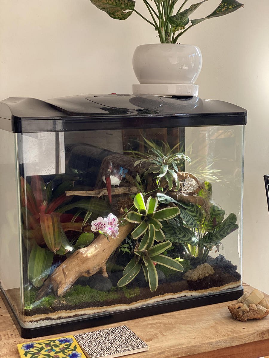 Grow plants on a dead branch than in pots. They'll flower better.