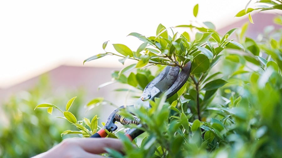 Representative Image. Credit: iStock Photo