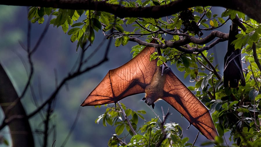 The only way you age a bat is to look at the bones in their fingers, if the joints are not yet fused, that bat is still a baby, once they're fused it is an adult. Credit: iStock Photo