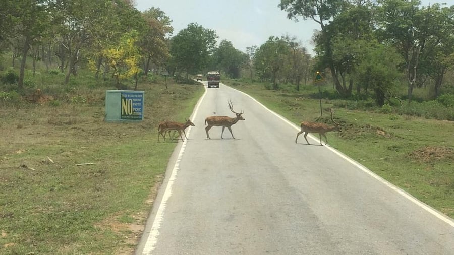 Credit: DH file photo