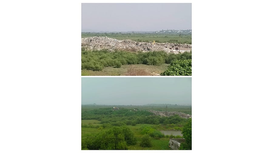 Mangroves at Bori Pakhadi in Uran, Maharashtra. Credit: NatConnect Foundation
