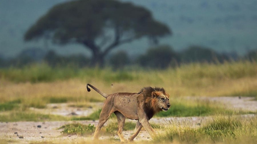Lions and cheetahs were both reconfirmed as 'vulnerable' in 2014. Credit: AFP Photo