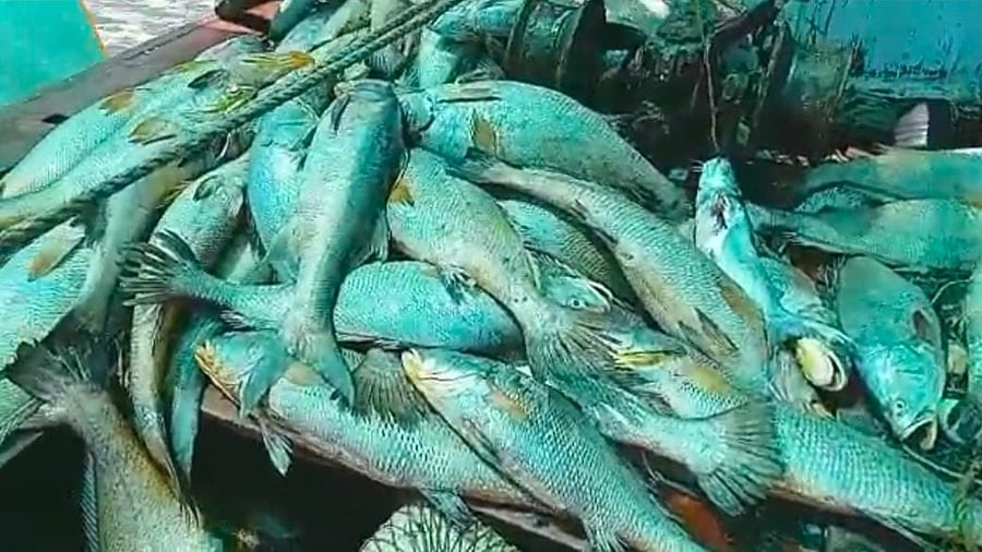 The catch was auctioned and it attracted a bid of around Rs 1.33 crore. Credit: Special arrangement