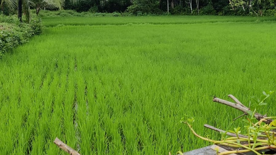 <div class="paragraphs"><p>The lush green paddy field. </p></div>