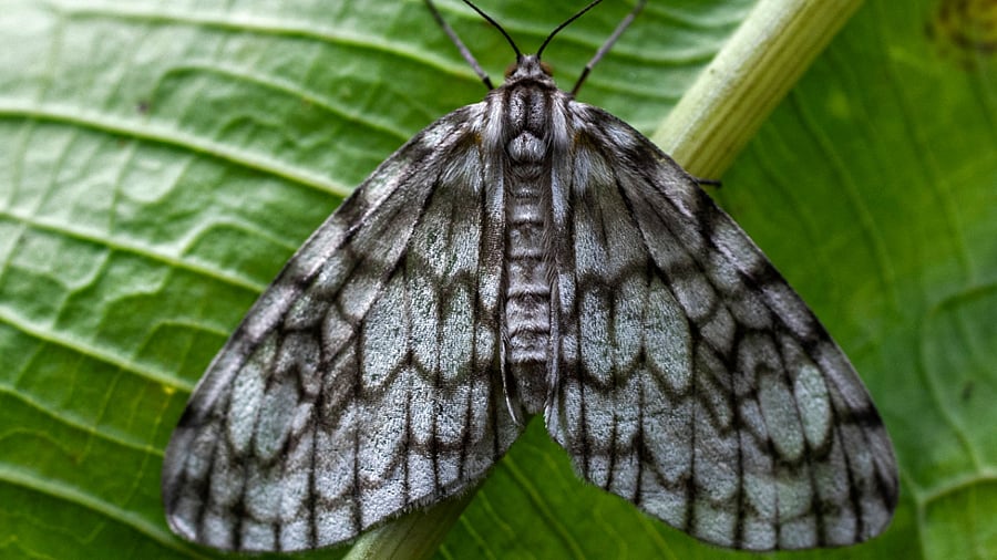 A moth is pictured in Jardin, Antioquia department, Colombia. Credit: AFP Photo