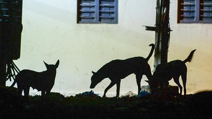 Representative Image. Credit: DH File Photo/Satish Badiger