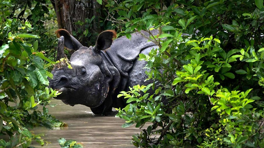 A rhino inside the flood-affected Pobitora Wildlife Sanctuary in Morigaon district. Credit: PTI Photo
