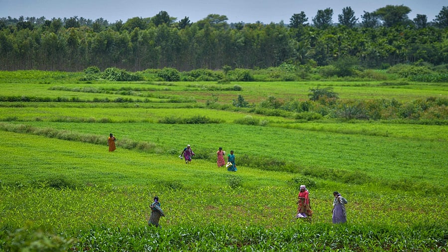 The average monthly income for income from wages was Rs 4,063 for paid out expenses approach and remained the same for the paid out expenses and imputed expenses together. Credit: AFP File Photo