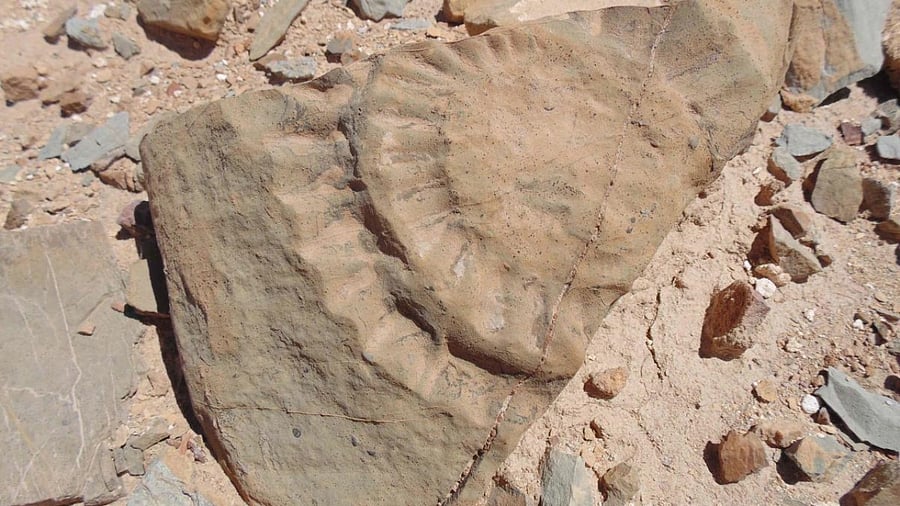 A fossil of a pterosaur found by a group of scientists in the Atacama Desert, in northern Chile. Credit: AFP File Photo