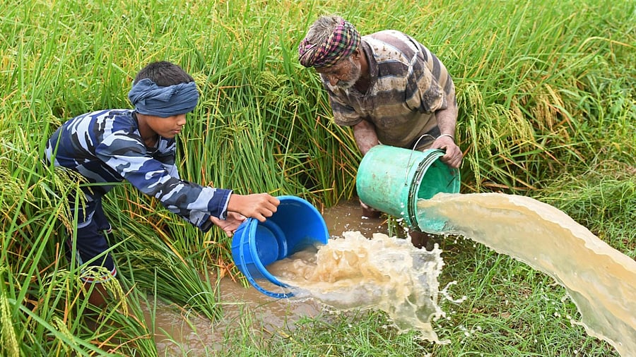 The rainfall in September may help rabi crops but the kharif output will be negatively impacted. Credit: PTI Photo