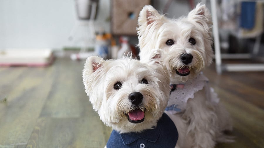 A pair of fluffy white terriers are among a growing number of pet influencers on social media in Singapore. Credit: AFP Photo