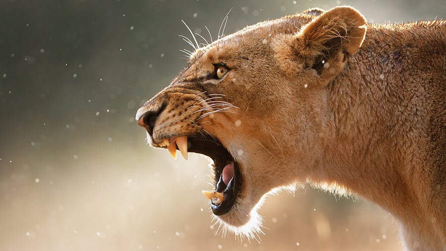 When carnivorous mammals snarl, they reveal four long canine teeth at the front of their jaws - two at the top and two at the bottom. Credit: iStock Photo
