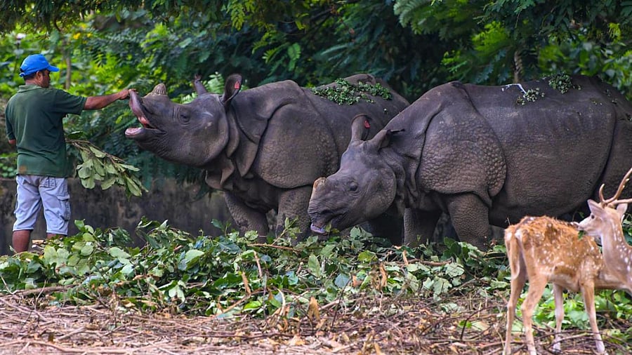 A zookeeper Govinda feeds a pair of one horn rhino inside the enclosure at Assam State Zoo in Guwahati. Credit: PTI Photo