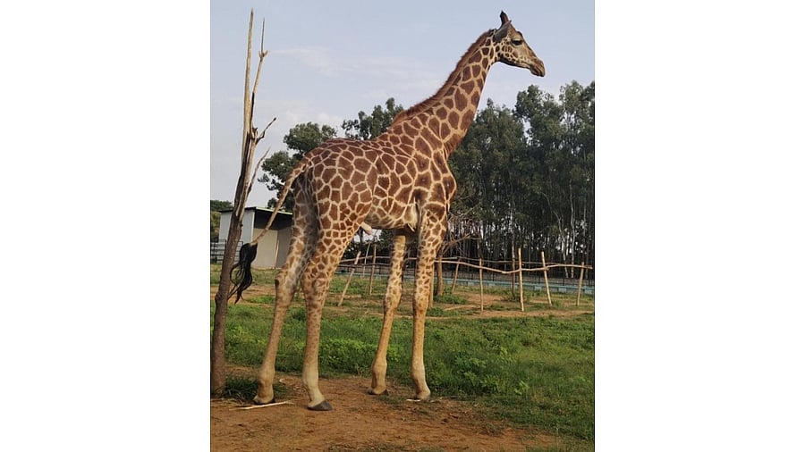 Three-and-a-half-year-old 'Yadunandhan' died of asphyxiation. Credit: special arrangement