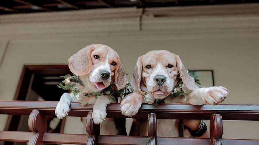 Both bride Jaanvi and bridegroom Acid are Beagles. Credit: Special Arrangement
