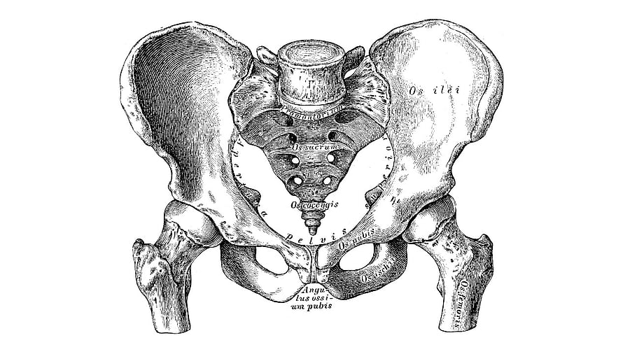 While humans and apes lack a visible tail, they share a tiny set of vertebrae that extend beyond the pelvis — a structure known as the coccyx. Credit: iStock photo
