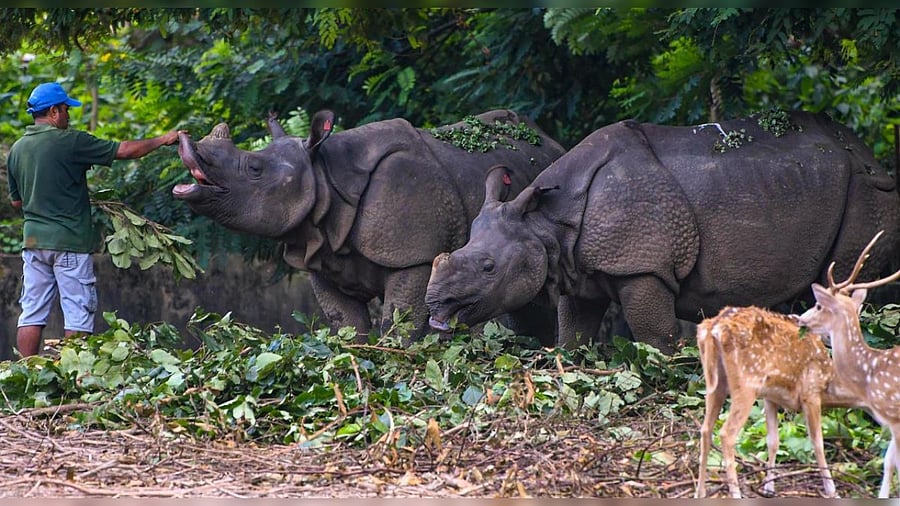 A zookeeper Govinda feeds a pair of one horn rhino inside the enclosure at Assam State Zoo in Guwahati. Credit: PTI Photo