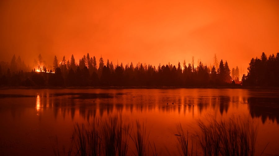 The sequoias of Giant Forest, some of which are up to 3,000 years old, have survived countless previous fires. Credit: AFP Photo