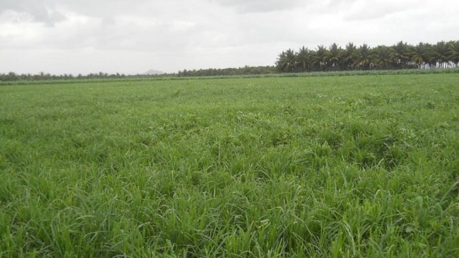 Macro studies have already indicated that a temperature rise of 2 to 3.5 degrees Celsius will lead to up to 25% loss in net agriculture revenue. Credit: DH File Photo