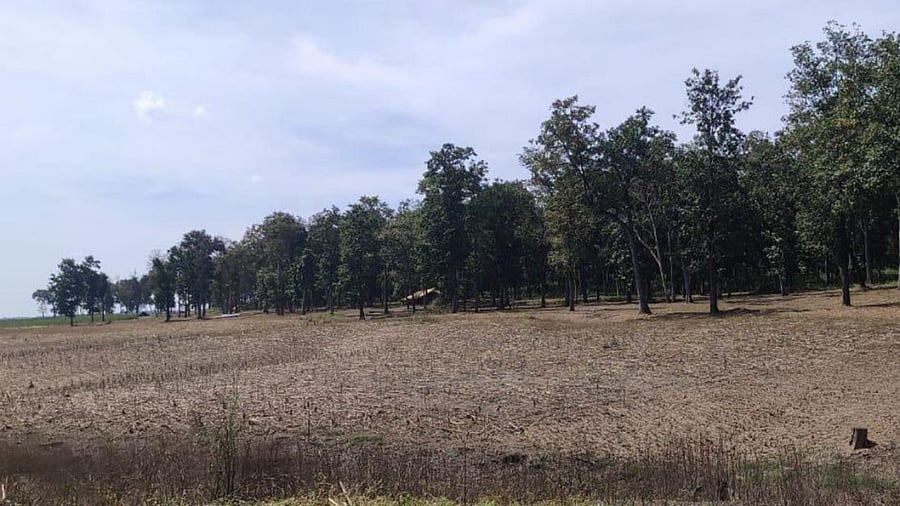 A portion of the reserve forest area in the Bhagawati Range of the Haliyal division has been encroached by farmers. Credit: Special Arrangement