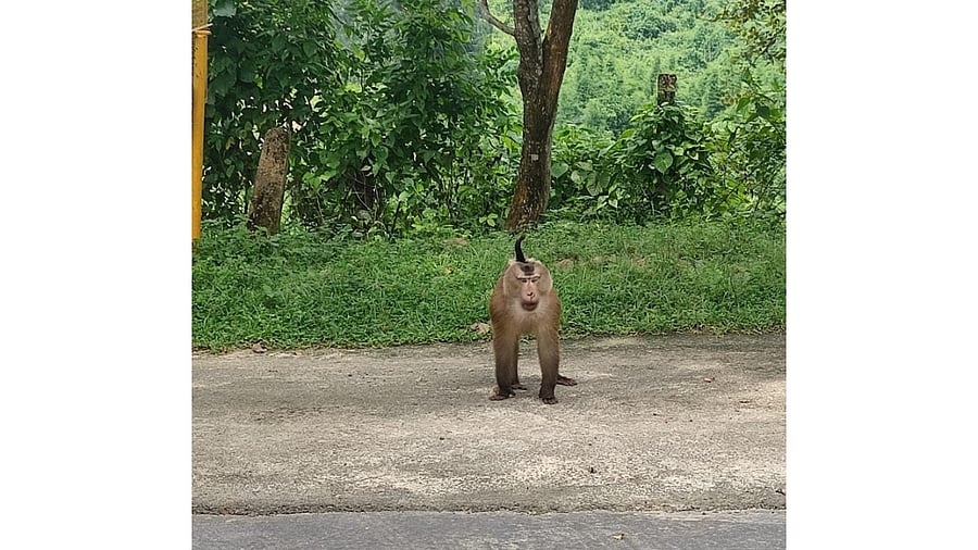 Traditional medicines prepared by several tribes poses a threat to primates like the pig-tailed monkey. Credit: Special Arrangement