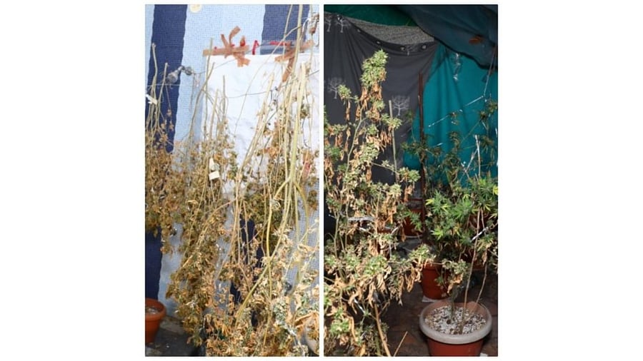 Police learnt that Javad had grown hydro ganja in his villa. Credit: Special Arrangement