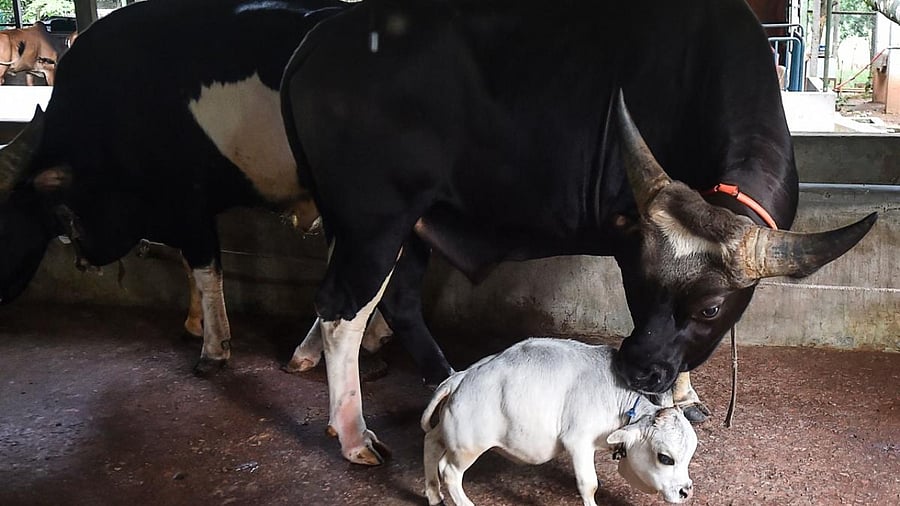 Domestic cattle stand next to the dwarf cow named Rani. Credit: AFP Photo