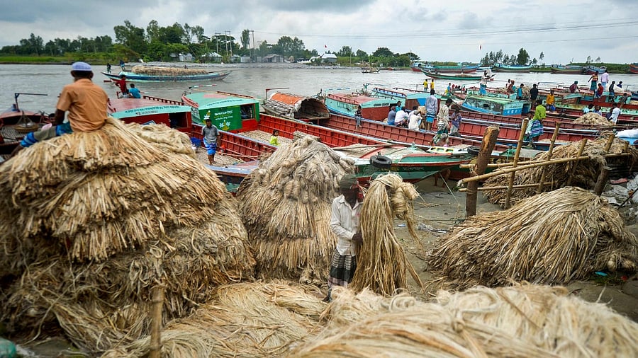 The ceiling price of the raw jute has been fixed at Rs 6,800 per quintal in other states. Credit: AFP Photo