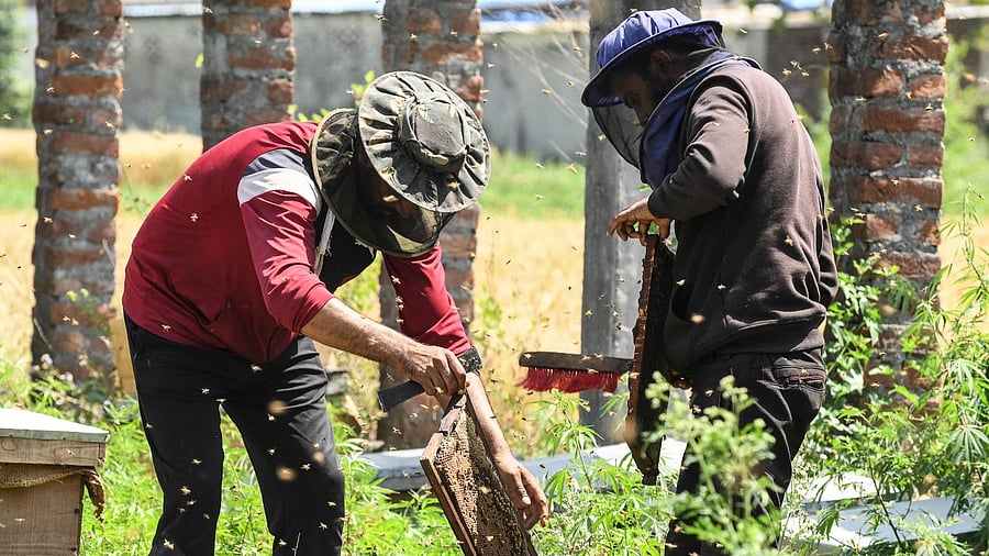 Beekeepers check honey bee hive boxes at Sujanpur village, in the Pathankot district of Punjab. Credit: AFP Photo