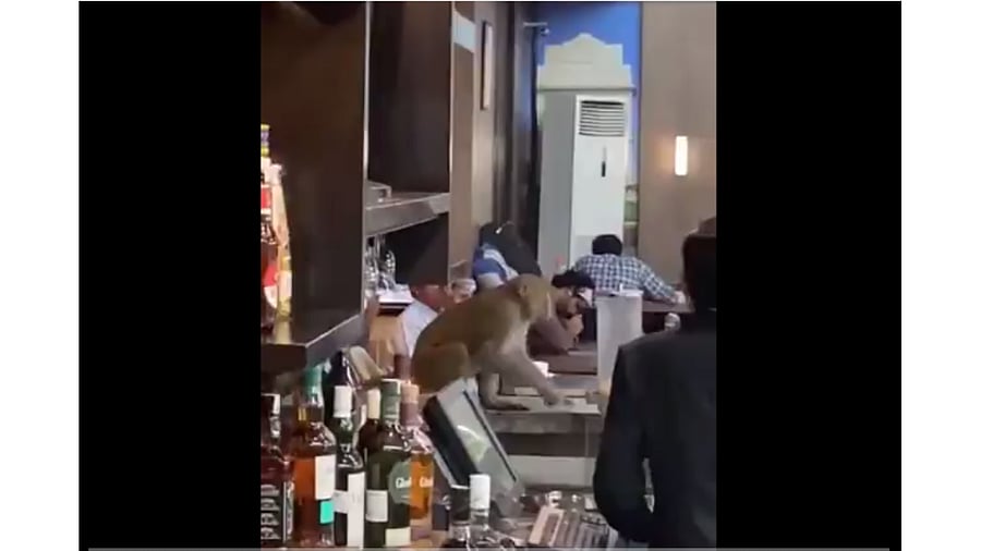 A monkey spotted at Delhi Airport. Credit: Twitter/@mahendermanral