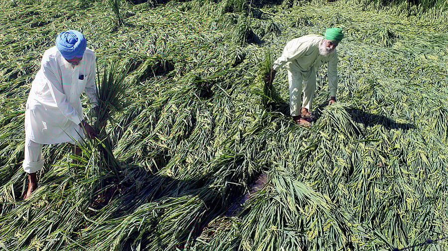 Farmers show their paddy crop which was ruined after heavy rains at Kheda Jattan village near Patiala. Credit: PTI Photo