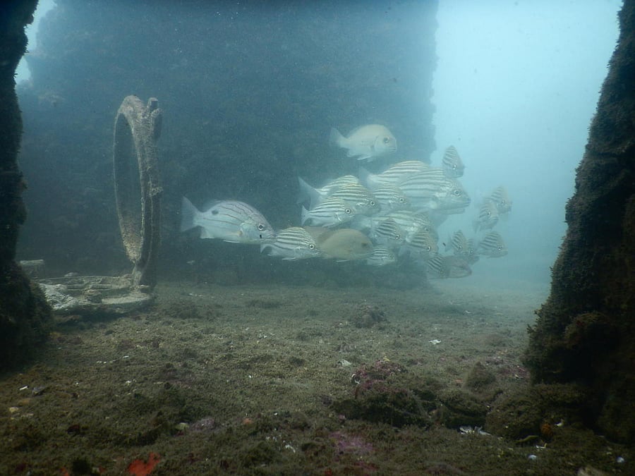 Diving in Goa. PHOTO COURTESY SCUBA EVOLUTION INDIA