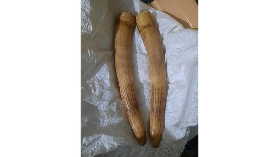 Police quoted the men as saying that they had procured the tusks from a dealer in their hometown. Credit: Special Arrangement